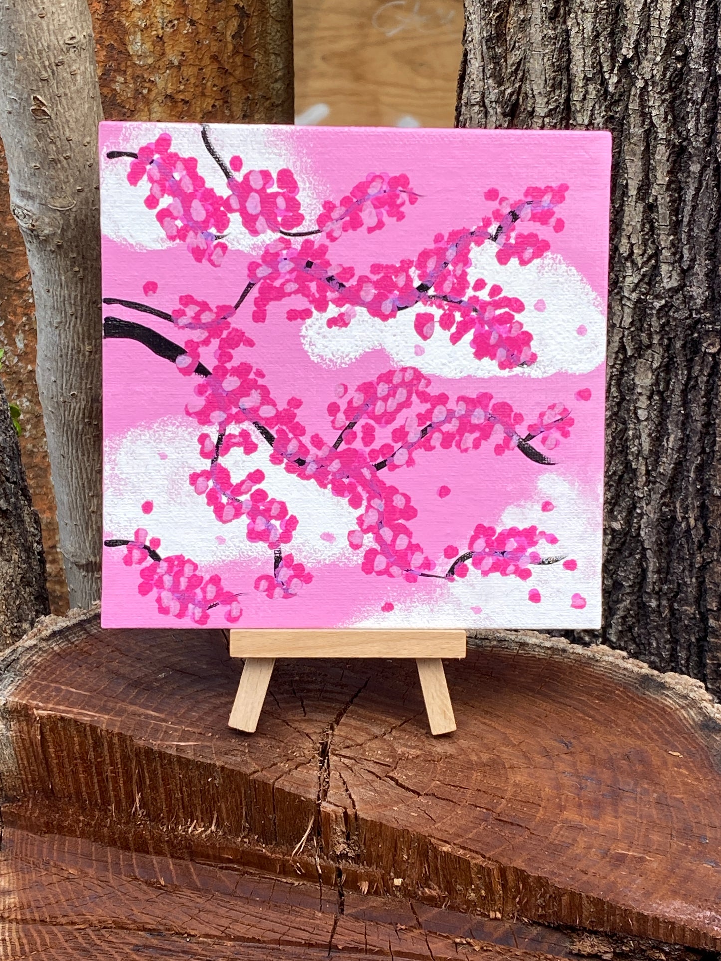 Cherry blossoms