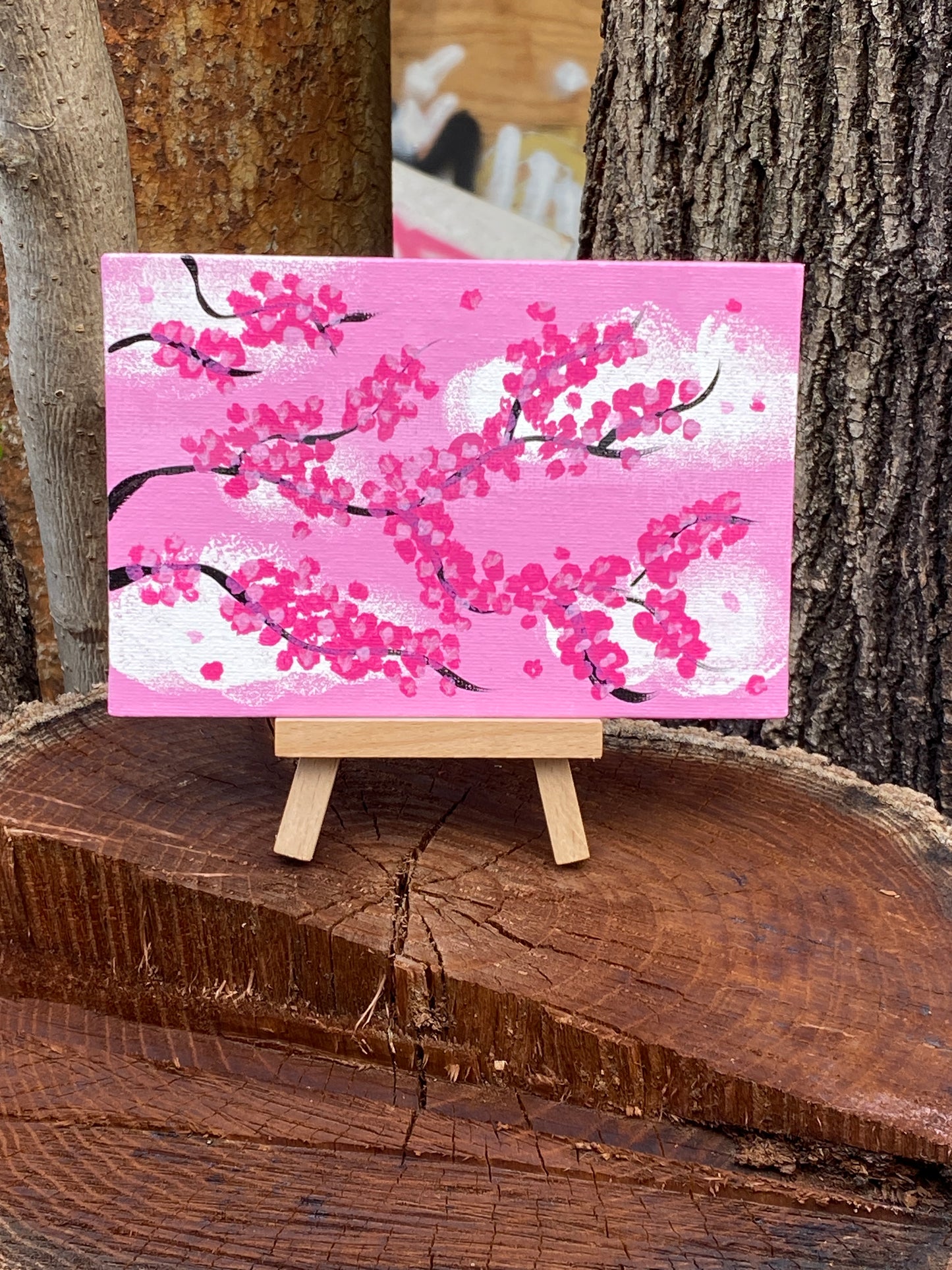 Cherry blossoms